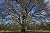 fairy tree | elfenboom | feenbaum | arbre des fées | árbol de las hadas