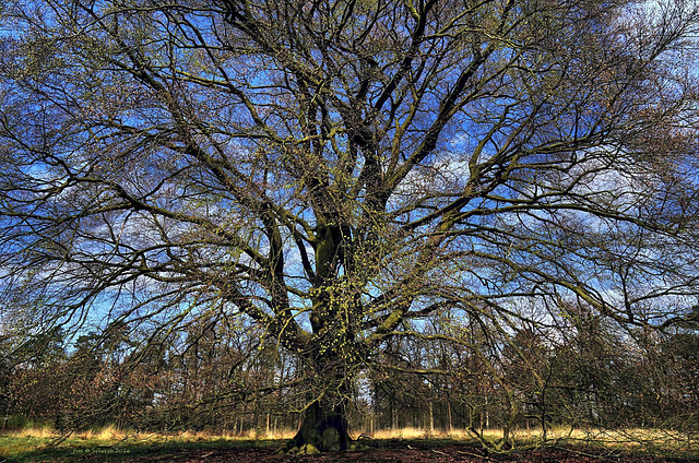 fairy tree | elfenboom | feenbaum | arbre des fées | árbol de las hadas