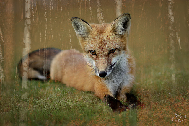 Renard