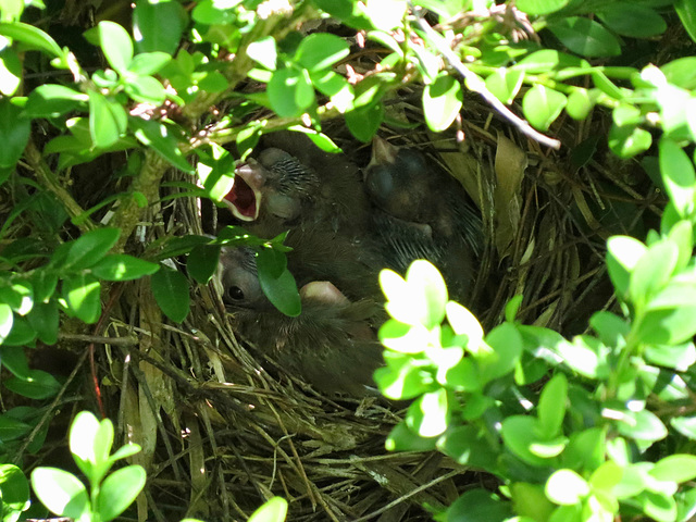 Baby cardinals