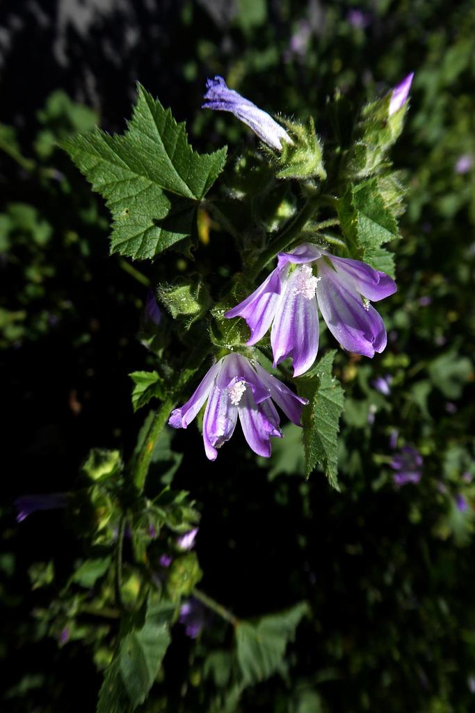 luce sulla malva