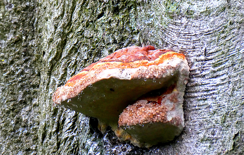 Roodgerande houtzwam
