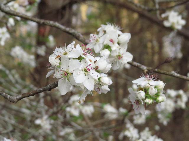 Pear flowers