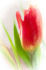 Tulpe