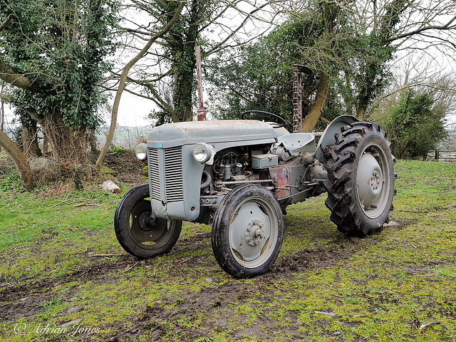 Little Grey Fergie, 1951 TED 20