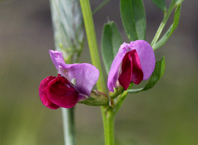 Vicia sativa- Vesce cultivée