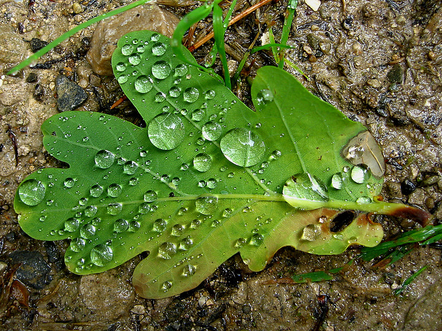 Raindrops on an Oak Leaf