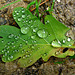 Raindrops on an Oak Leaf