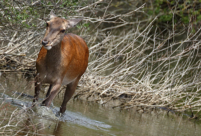 Biche pas contente