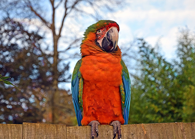 A Macaw!