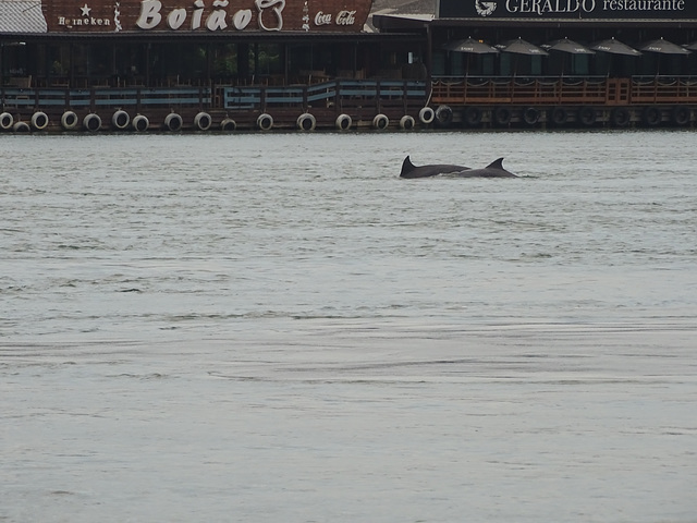 DSC04985 - boto-da-tainha Tursiops truncatus gephyreus, Cetaceae