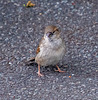 Sparrow