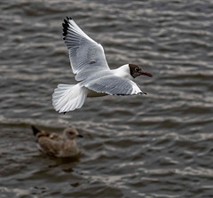 Gull flight shots22