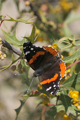 Red Admiral