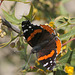 Red Admiral