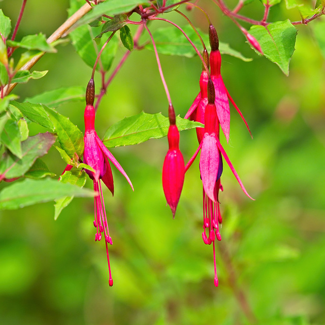 Fuschia