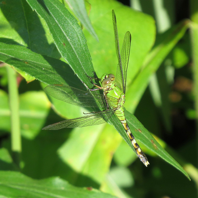 Common pondhawk dragonfly