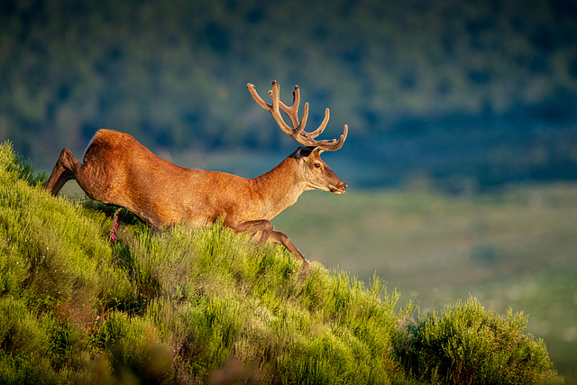 cerf élaphe