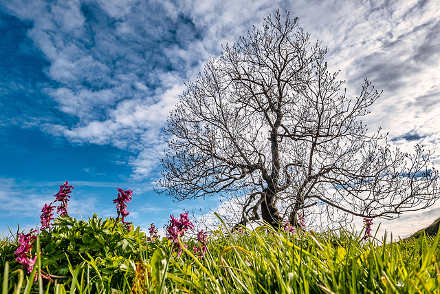 The Old Tree