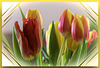 Tulpen