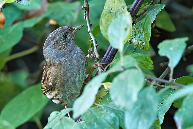 Dunnock - Prunella modularis