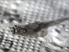 Dead housefly on a paper towel in sharp light