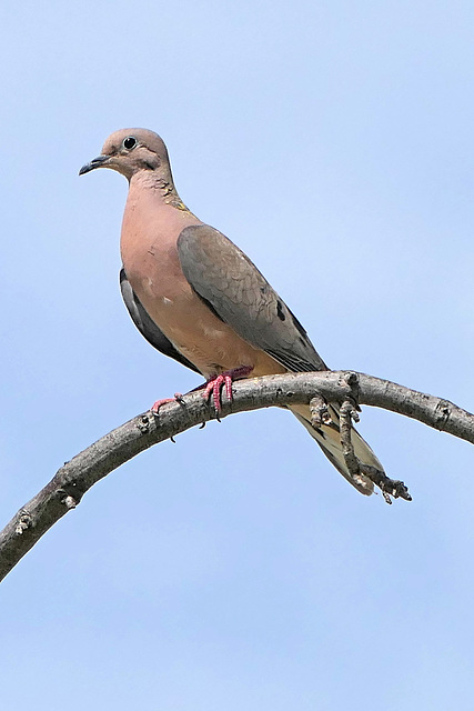Eared dove