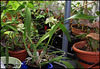 Prosthechea-Encyclia fragrans