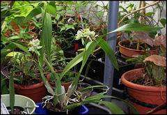 Prosthechea-Encyclia fragrans