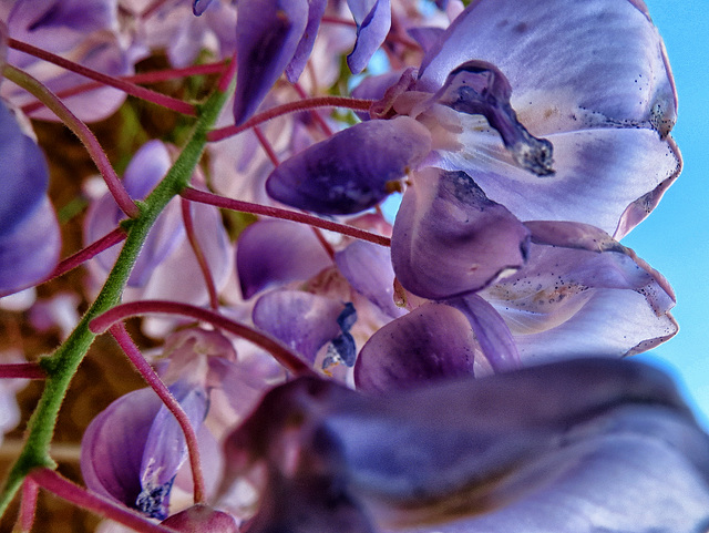 Japanese Wisteria