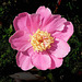 Paeonia