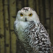 Wise Owl - for Füsun!