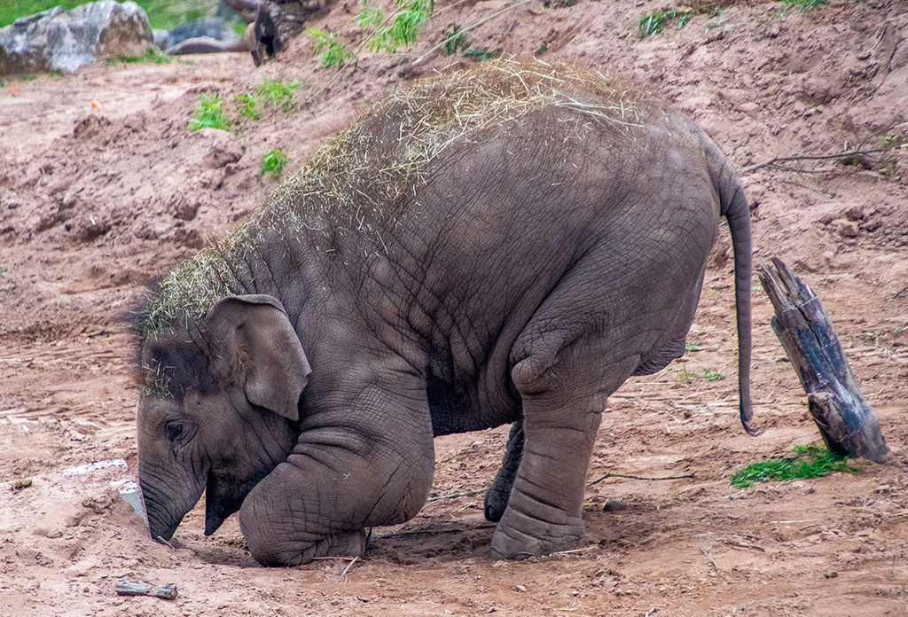 Baby elephant