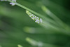 DSCF9068