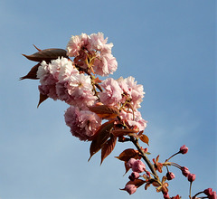 cerisier japonnais bat son plein ou sakura ,,,