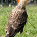 Crested caracara