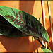 Musa acuminata Sumatrana
