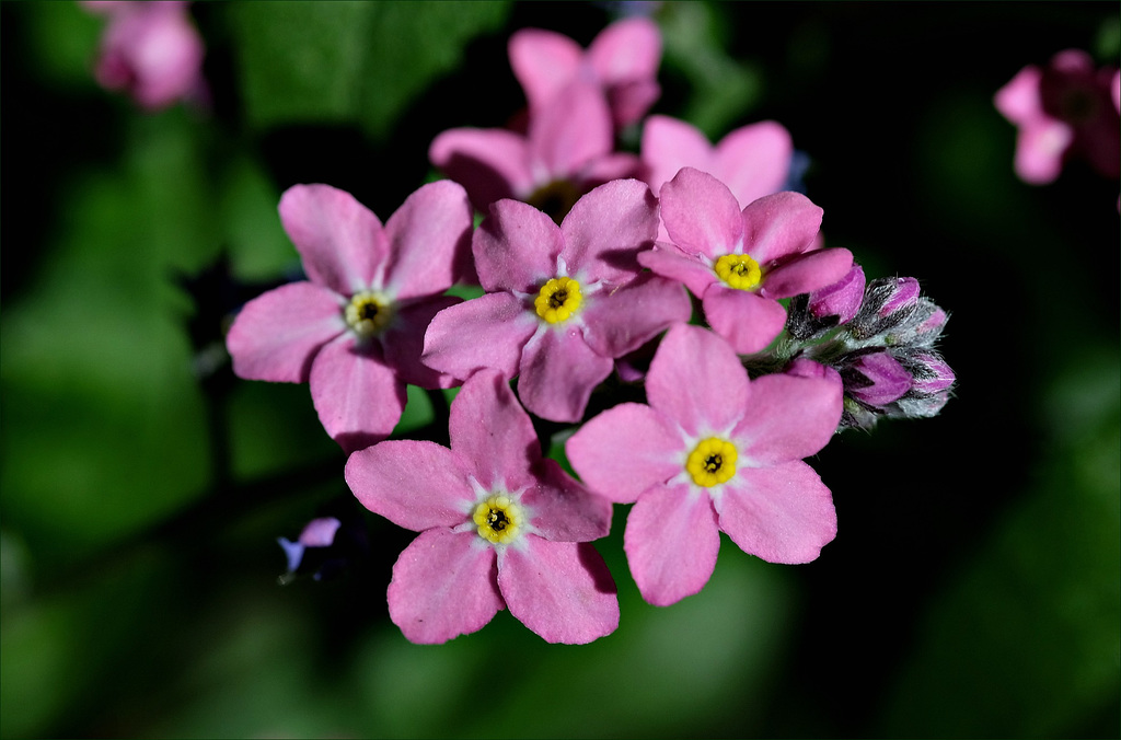 Forget-me-not, Ne m'oubliez pas, 勿忘我 (Wùwàngwǒ)