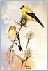 20-American Goldfinch Pair. I drew these birds with Prismacolor pencils on Mylar.