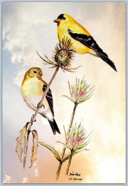 20-American Goldfinch Pair. I drew these birds with Prismacolor pencils on Mylar.