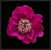 Paeonia