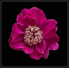 Paeonia