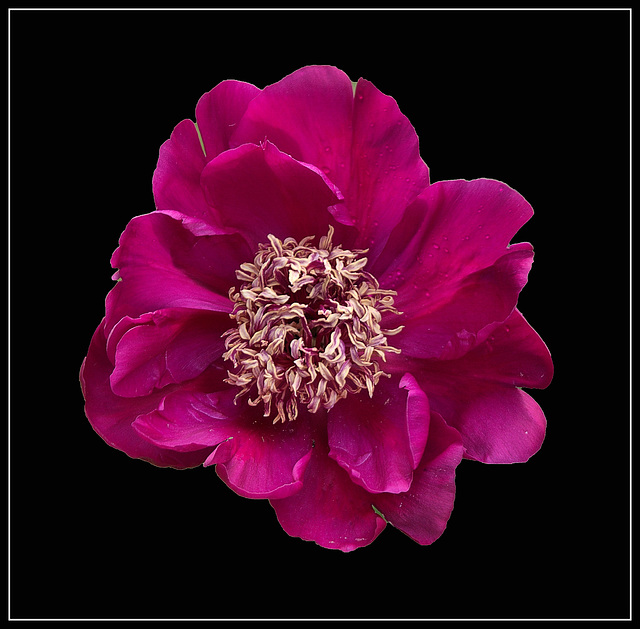 Paeonia