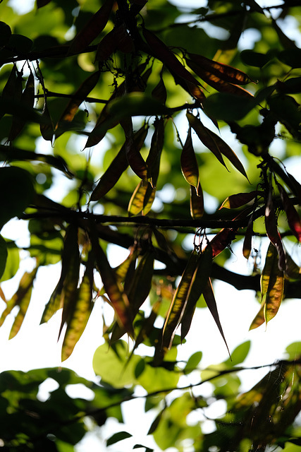 DSCF6510