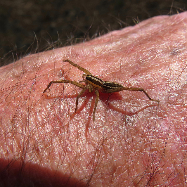 Dotted wolf spider