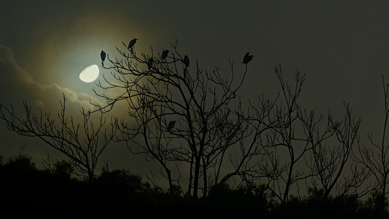 Aigrettes sous la lune.