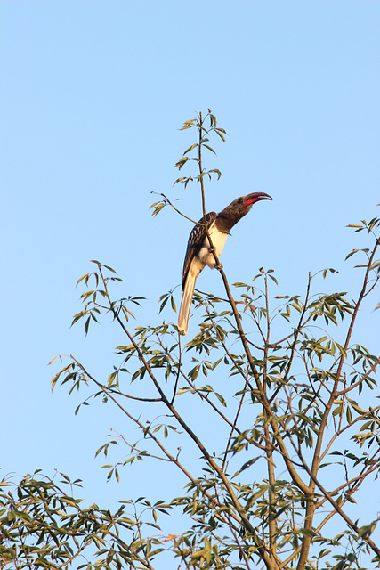 Hemprich's Hornbill