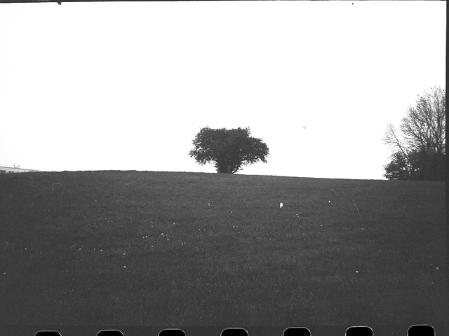Tree on The Hill