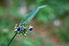 Spiderwort