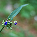 Spiderwort